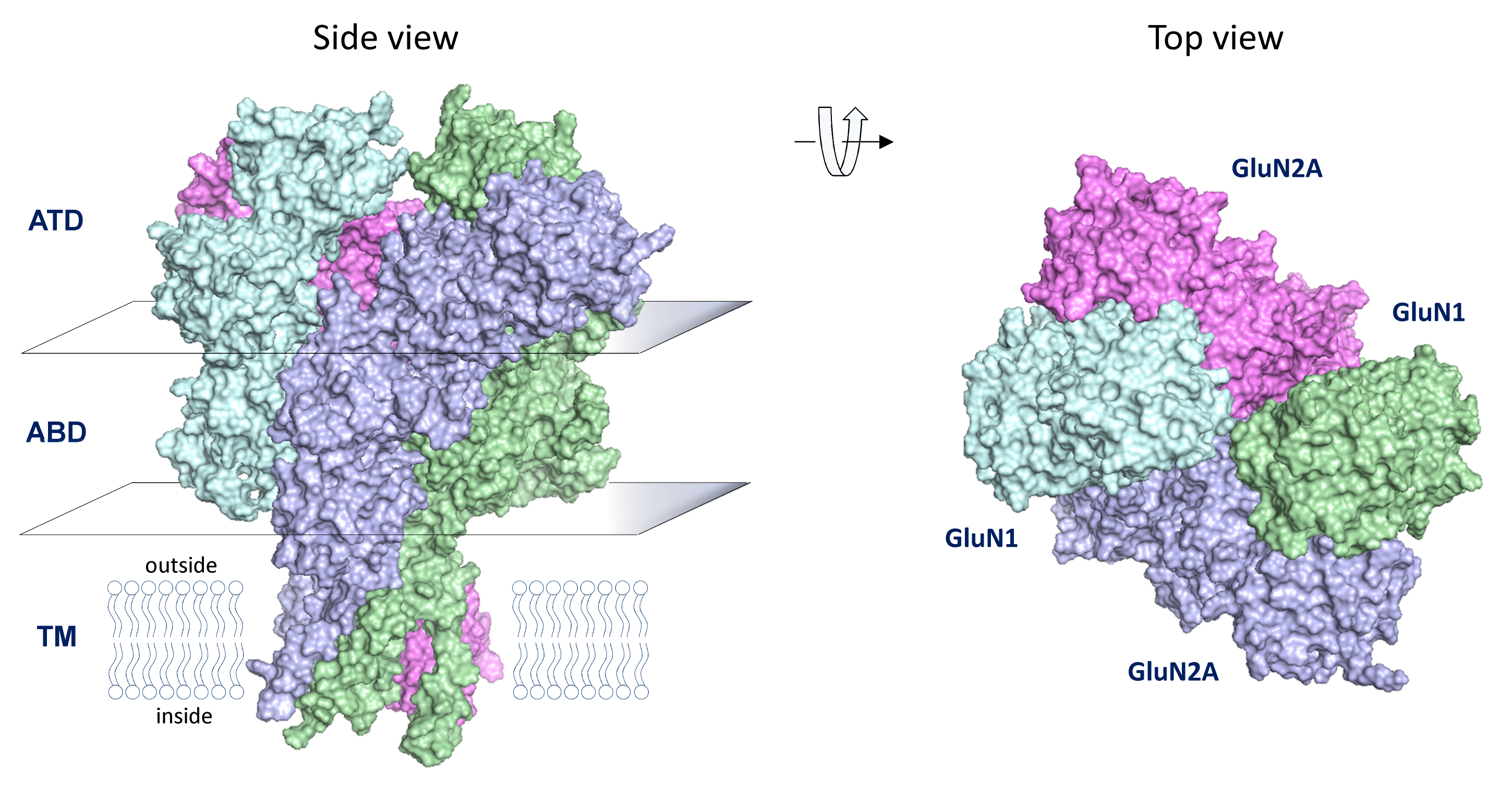 GRID genes encoding GluD subunits  GluD1 and GluD2 are two proteins with significant sequence similarity to other members of the glutamate receptors family, and are encoded by GRID1 and GRID2. These receptors, known as δ (delta) receptors, are poorly understood. It is unclear whether they form functional ion channels in the brain, yet they appear to have important roles in neuronal development.  These transmembrane proteins may form binding partners for presynaptic proteins to play a role in synapse organization and some forms of synaptic plasticity.